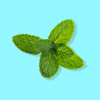 Mint Flavor